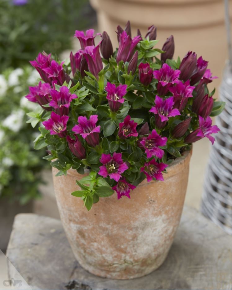 Gentiana 'Ashiro Lipstick'